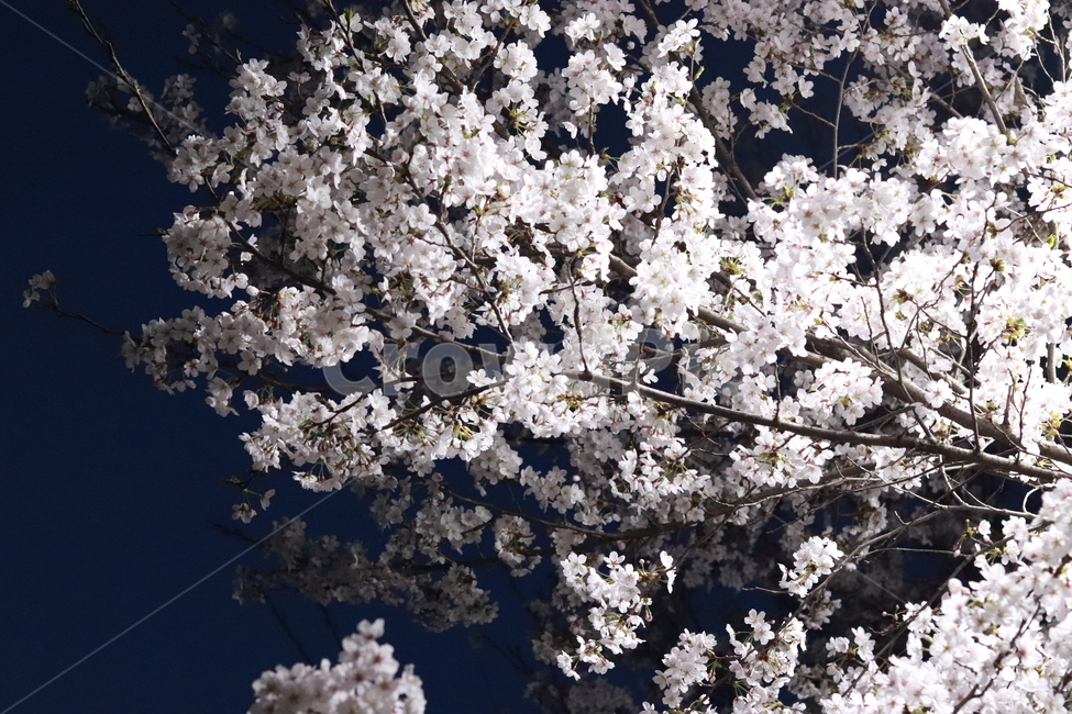 벚꽃,로하스공원,수목원,봄,벚꽃축제,봄,계절,spring,season,자연,풍경,nature,landscape,야경,밤,nightscape,night,plant,식물,flower,꽃,blossom