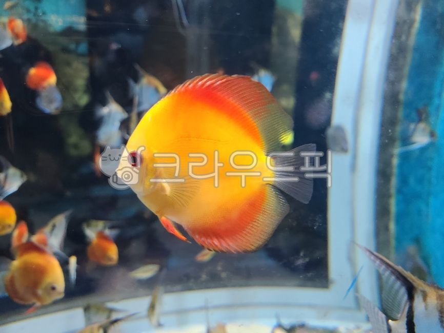 fish,물고기,discus,디스커스,해양생물,동물,animal