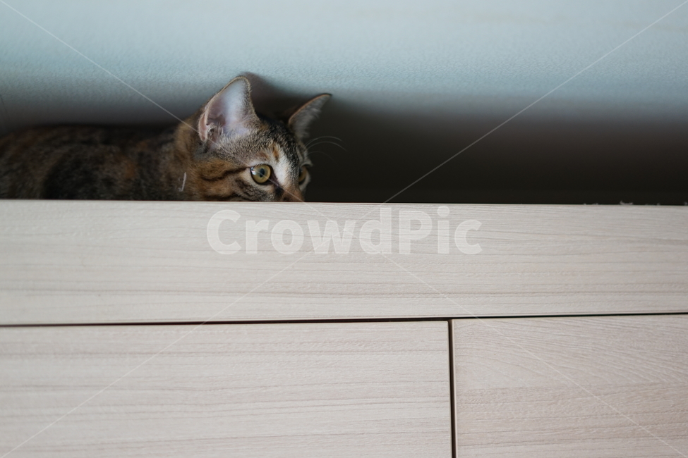 고양이,반려동물,동물,cat,pet,love,가족,family,동물,animal,포유류,mammal,고양이,cat,kitten,kitty
