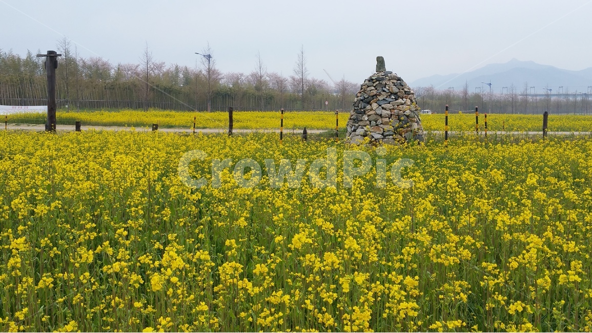 유채꽃,봄,유채,꽃,공원,자연,풍경,nature,landscape,식물,plants,꽃,flower,outdoors,옥외,grassland,목초지,field,들,meadow,rural,농촌,farm,농장