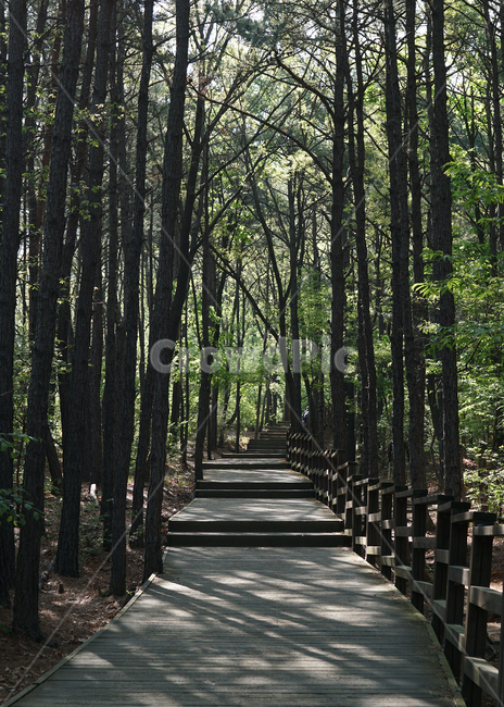 path,통로,wood,moutain,hikin,tracking,climbling,climb,피톤치드,산책,산책코스,등산코스,등산,트래킹,걷기,산책로,등산로,숲,나무숲,walking,phytonecide,공기,깨끗한공기,나무,자연,풍경,nature,landscape