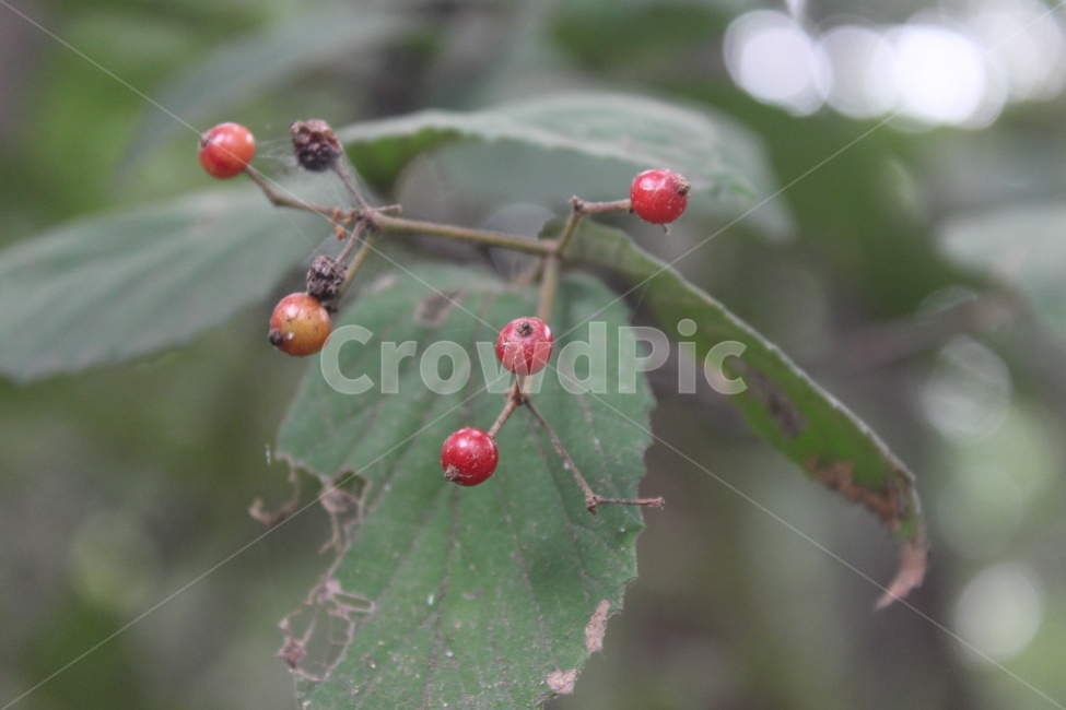 plant,식물,fruit,red,열매,식물,자연,plants,nature,과일,열매,fruit