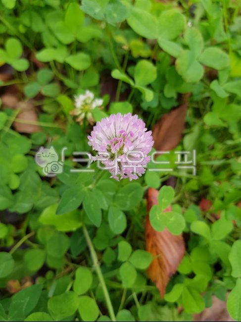 red moss,clover,red clover,shamrock,flower