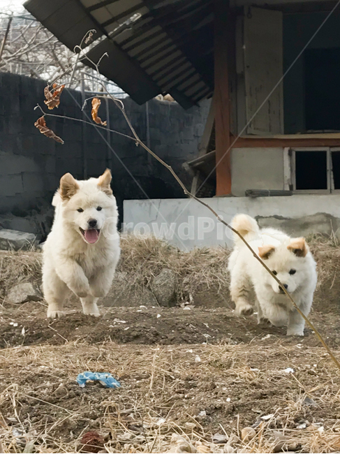 countryside,Korean inch,Pets,puppy,country dog,Jindo dog,tradition,dog,pet dog