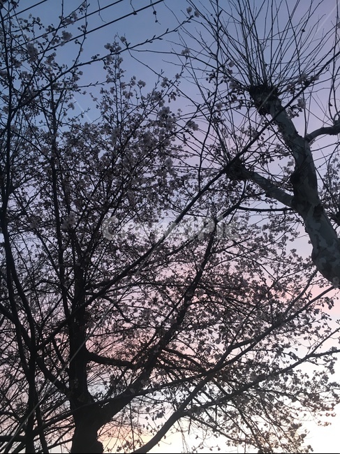 sunset,plant,나무줄기,식물,tree,나무,treetrunk,landscape,cherryblossom,식물,자연,plants,nature,나무,trees,wood