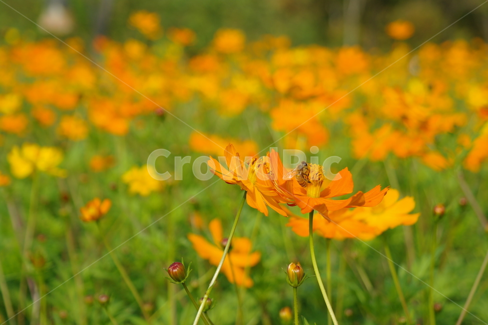 봄,꽃,자연,노랑,들꽃,식물,자연,plants,nature,꽃,flower