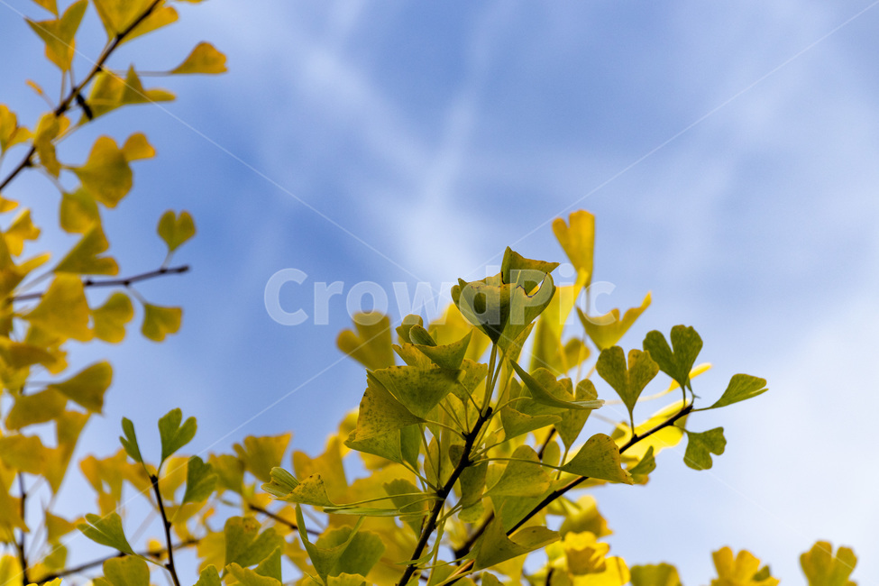 홍천은행나무숲,은행나무숲,은행나무,가을,노란은행나무,가을,계절,fall,autumn,season,leaf,잎,plant,식물
