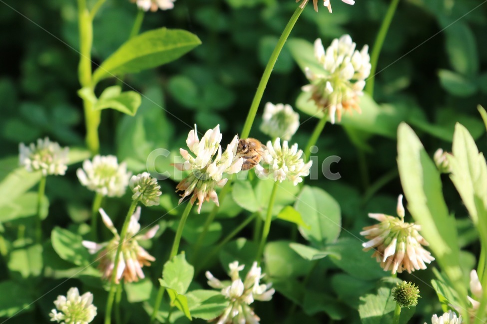꽃,식물,벌,곤충,토끼풀꽃,초록,흰색,노랑,flower,plants,bee,insect,rabbitgrassflower,green,white,yellow,hana,shokubutsu,hachi,konchuu,usagikusabana,midori,shiro,kiiro,자연,nature,식물,자연,plants,nature,꽃,flower,동물,animal,곤충,벌레,insect,bug