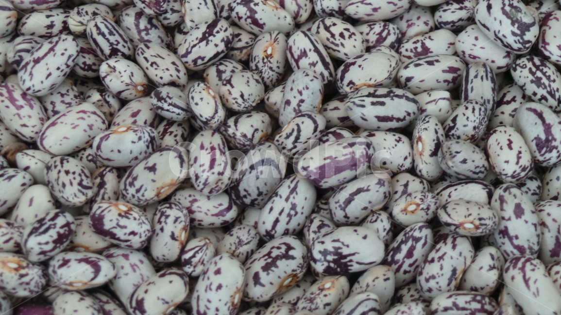 콩,호랑이,호랑이콩,bean,tigerbean