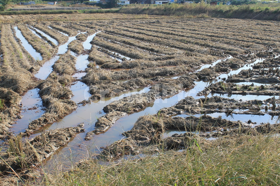 논,자연,nature,볏단,볏짚,ricesheaf,sheafofrice,ricepaddy,ricefield,추수,가을,계절,fall,autumn,season,농업,농사,agriculture,farming,farming industry,ground,바닥