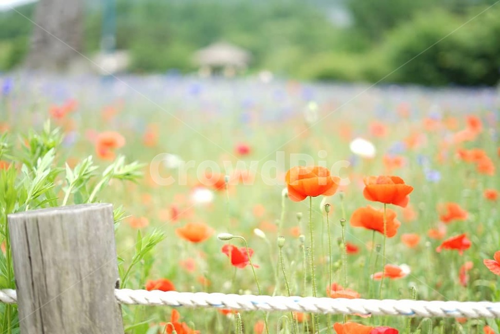 양귀비,꽃,인천대공원,빨강,배경,식물,자연,plants,nature,꽃,flower