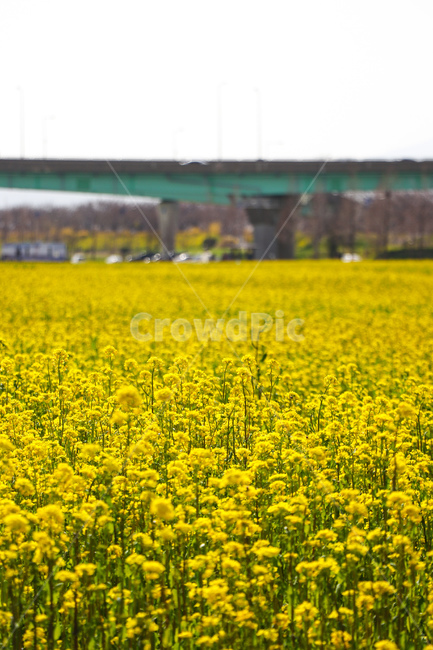 꽃,flower,식물,blossom,grassland,목초지,outdoors,옥외,자연,nature,들,field
