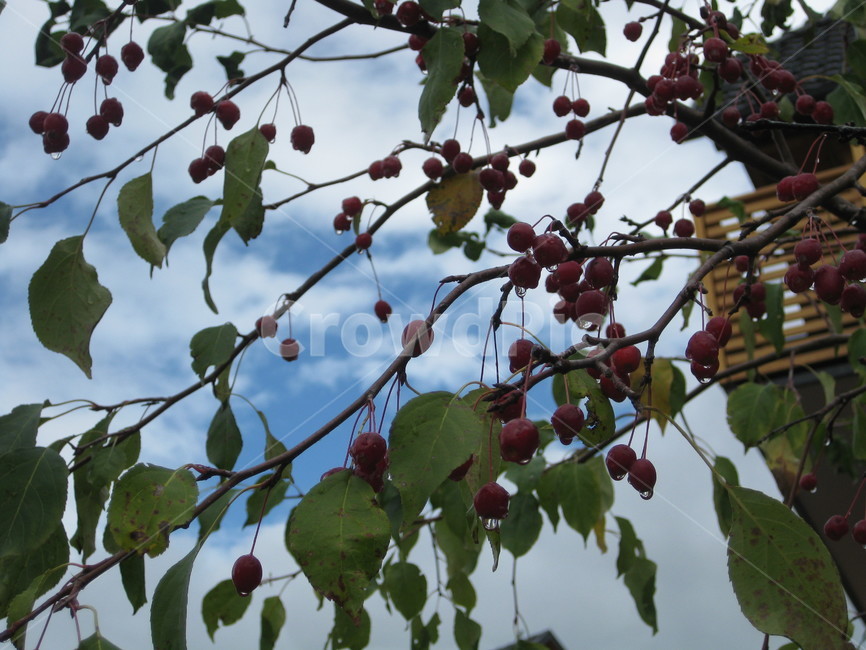 outdoors,nature,야외,자연,plant,식물,fruit,과일,food,음식,열매