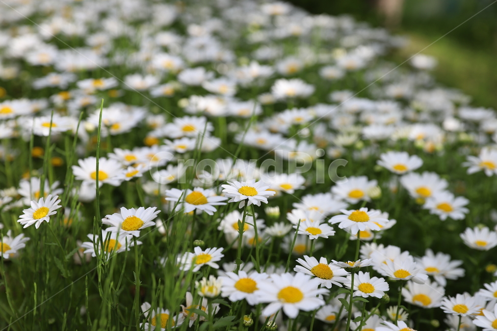 들꽃,꽃,flowe,자연,아름다움,식물,자연,plants,nature,꽃,flower