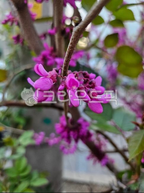 꽃,자주색꽃,자주꽃,자연,식물,박태기나무,박태기나무꽃