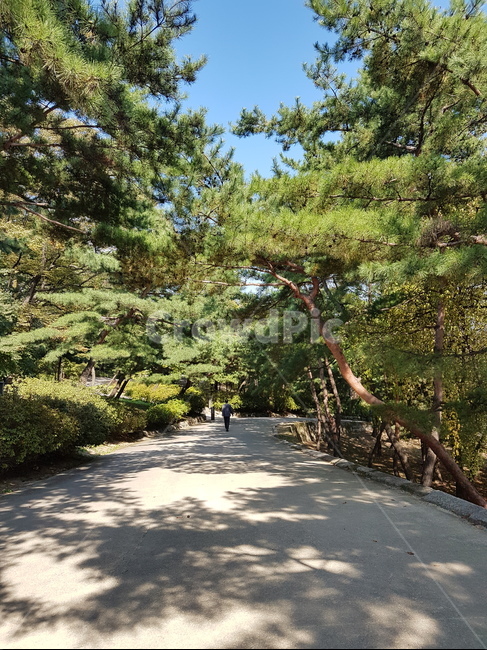나무,자연,자연환경,감성,소나무,길,풍경