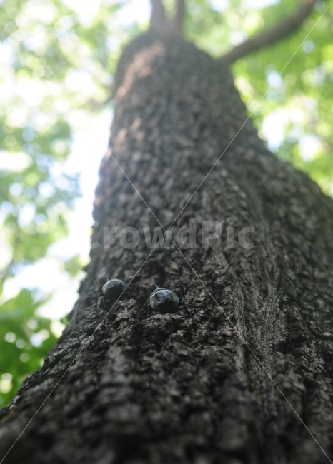 longevity sky cow,ecosystem,nature,blackjack,summer,stag beetle,beetle,bug,insect,summer bug,scarab,summer insects
