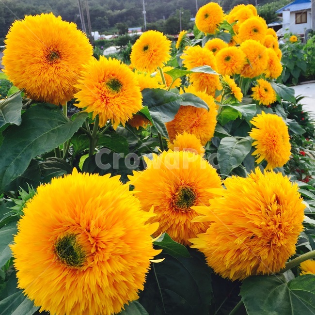 해바라기,노랑색,노란색,꽃,초록색,자연,식물