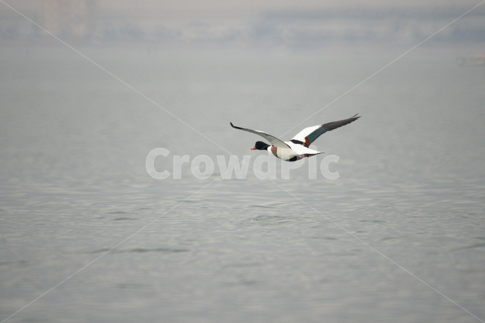 혹부리오리,철새,낙동강,강물,비행,새,동물,animal,조류,새,birds