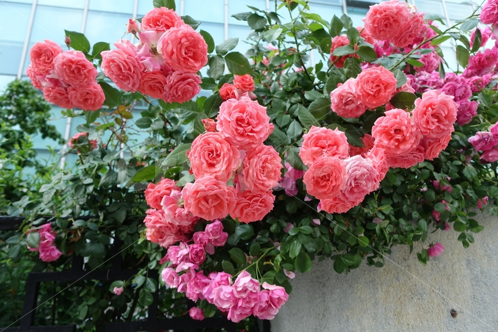 장미,담장,꽃,플라워,로즈,식물,자연,plants,nature,꽃,flower