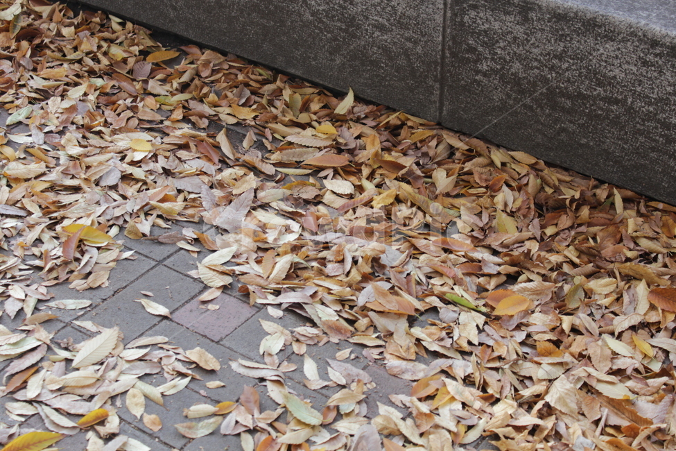 leaf,잎,나뭇잎,가을,낙엽,가을,계절,fall,autumn,season,식물,자연,plants,nature,plant