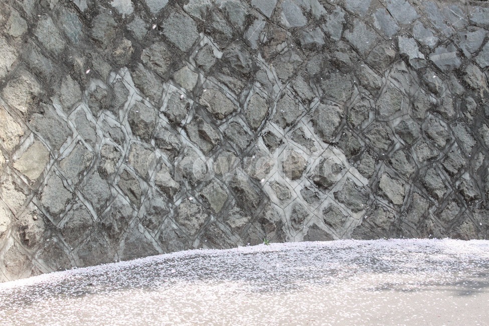 벚꽃,봄,벽,wall,cherryblossom