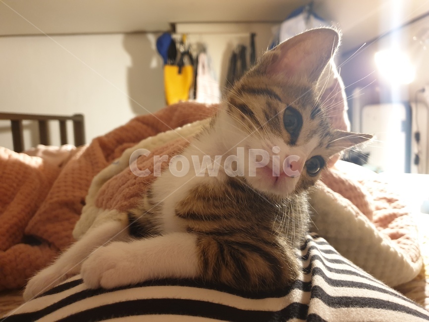 고양이,동물,코리안숏헤어,코숏,냐옹이,동물,animal,포유류,mammal,고양이,cat,kitten,kitty