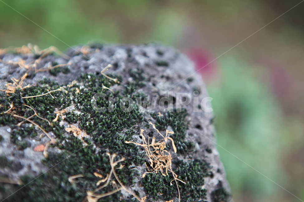 바위,이끼,감성,현무암,rock,자연,풍경,nature,landscape,제주도,jeju,jeju island