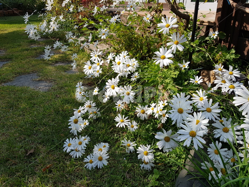 구절초,가을꽃,하얀꽃,이쁜꽃,식물,식물,자연,plants,nature