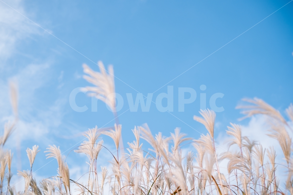 억새,하늘,가을,갈대,바람,자연,제주,오름,가을,계절,fall,autumn,season,식물,자연,plants,nature,감성,sensible,feeling,grass,잔디,plant,lawn