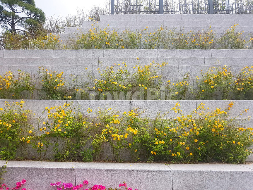 꽃,꽃계단,노란꽃,도심속자연,자연