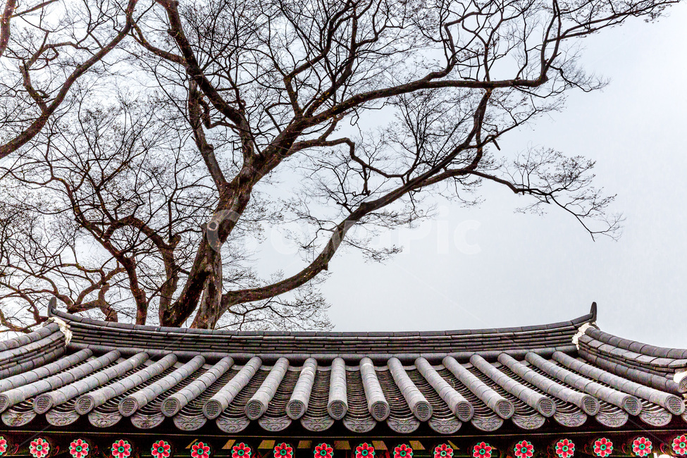 고궁,문화유산,기와,처마,선,전통,한국전통,한국문화,korean traditional,korean culture,식물,자연,plants,nature,나무,trees,wood,건축물,건물외관,exterior,building,structure,architecture,construction