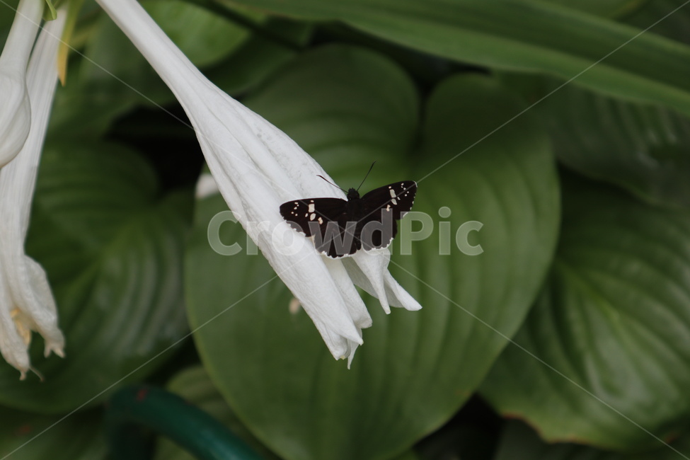 나비,검정,흰색,꽃,곤충,식물,자연,butterfly,식물,자연,plants,nature,꽃,flower,곤충,벌레,insect,bug