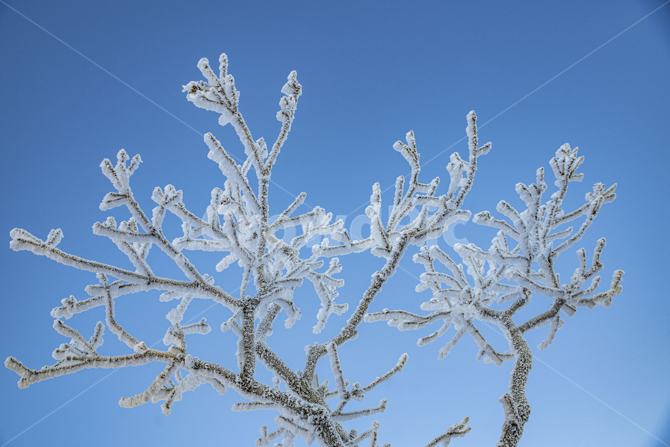 태백산,상고대,겨울,눈꽃,겨울풍경,풍경,산,겨울산,설산,겨울,계절,winter,season,자연,풍경,nature,landscape