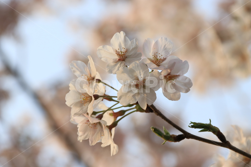 plant,식물,blossom,cherryblossom,벚꽃,flower,꽃,자연,나무가지,식물,자연,plants,nature,꽃,flower