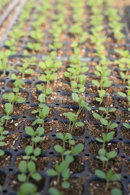 plant,식물,새싹,작물,고추모종,농작물,seedling,모종,감자모종,파종기,파종