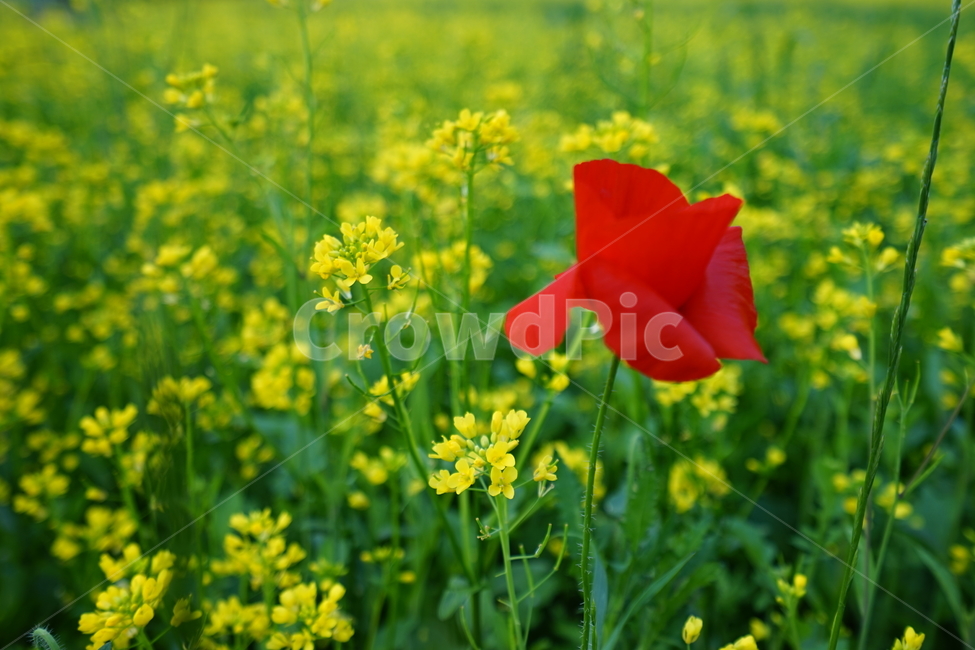 유채,유채꽃,양귀비,봄,4월의꽃,식물,자연,plants,nature,꽃,flower