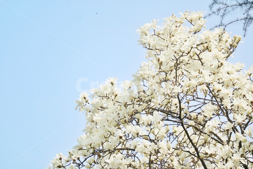 봄,꽃,spring,flower,목련,magnolia,봄,계절,spring,season,식물,자연,plants,nature,꽃,flower,plant,blossom,cherry blossom,벚꽃