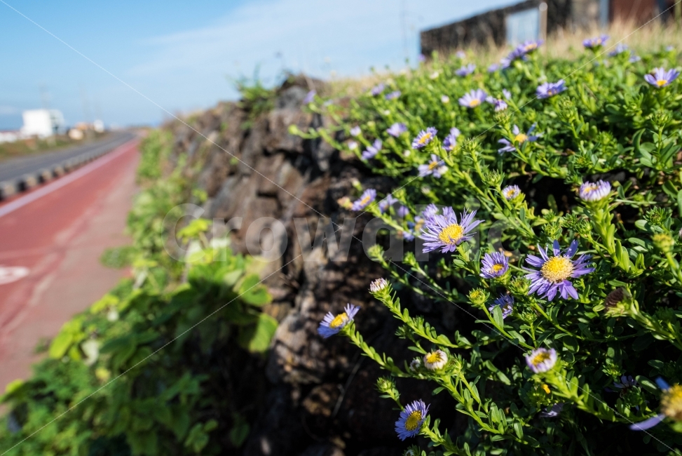꽃,들꽃,식물,자연,꽃송이,제주,제주도,제주올레길,올레길1코스,식물,자연,plants,nature,꽃,flower