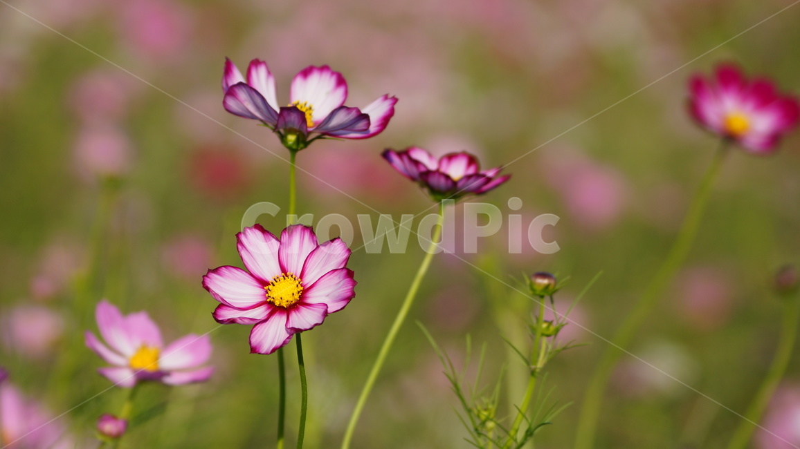 꽃,꽃길,코스모스,코스모스축제,식물,가을,계절,fall,autumn,season,식물,자연,plants,nature,꽃,flower,geranium,제라늄,plant,blossom