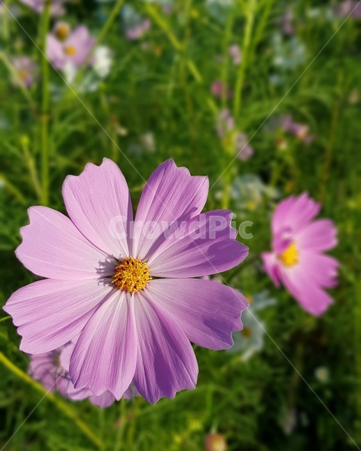 꽃,코스모스,flower,식물,blossom,가을,계절,fall,autumn,season,식물,자연,plants,nature,꽃,flower,plant,geranium,제라늄