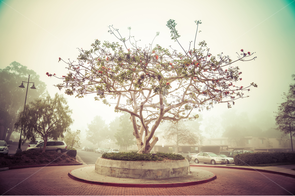 미국,켈리포니아,얼바인,안개,나무,식물,자연,plants,nature,나무,trees,wood