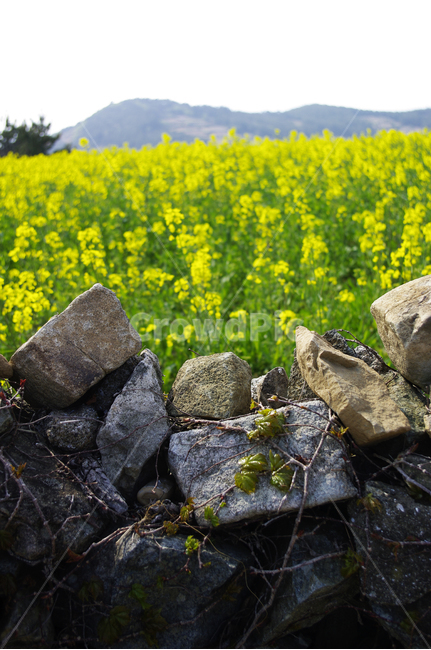 유채꽃,꽃밭,꽃,flower,계절,봄,spring,돌담,봄,계절,spring,season,자연,풍경,nature,landscape,field,들,grassland,목초지,outdoors,옥외