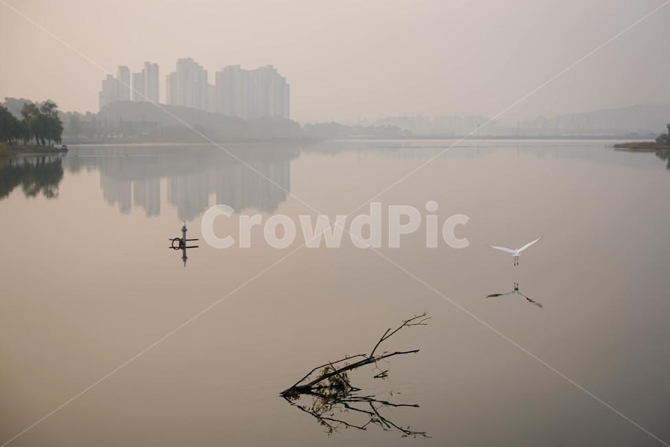 호수,아침,안개,왜가리,반영,투영,풍경,저수지,동물,자연,풍경,nature,landscape,동물,animal,조류,새,birds,weather,날씨,bird,fog