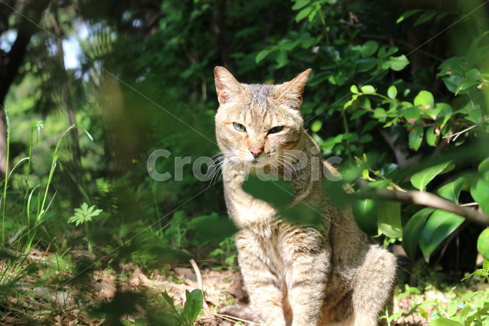 고양이,캣,귀여운,cat,길고양이,야생동물,동물