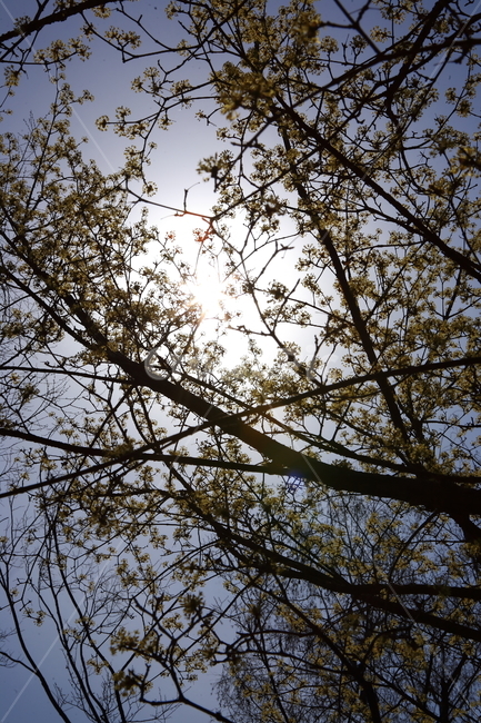 산수유,나무,그림자,자연,tree,식물