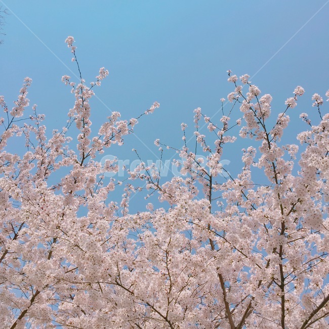 벚꽃,봄,꽃,감성,꽃잎