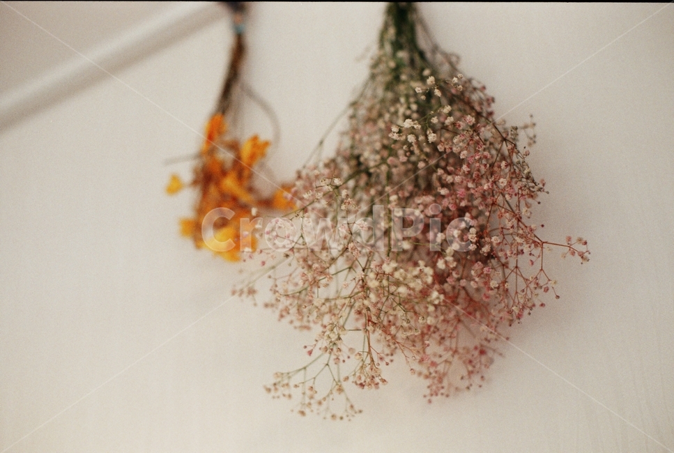 드라이플라워,꽃,안개꽃,프리지아,화환,꽃,flower,감성,sensible,feeling