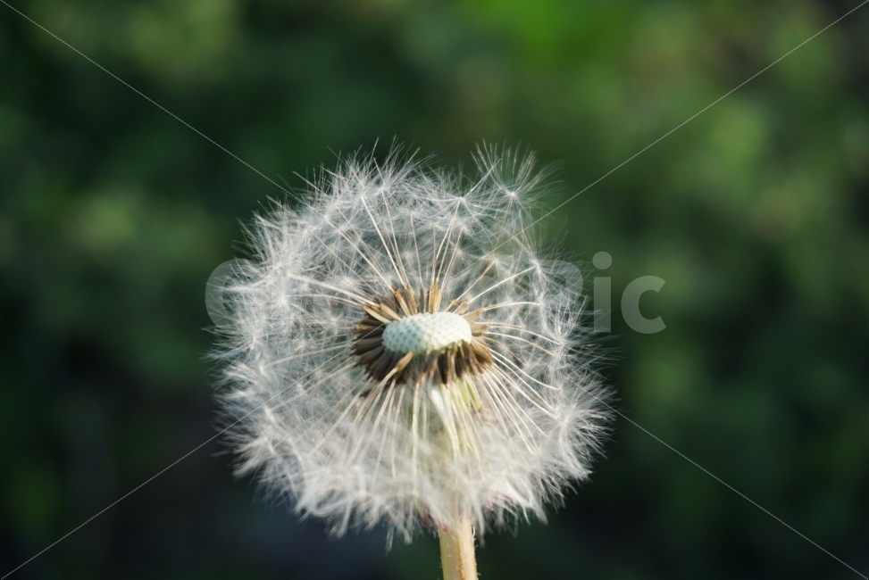 민들레,민들레씨앗,바람,흔적,봄,떠나는봄,그리움,추억,식물,자연,plants,nature,꽃,flower