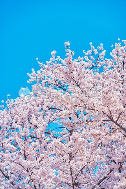 벚꽃,파란하늘,봄꽃,봄,핑크,핑크꽃,감성사진,감성벚꽃,spring,flower,pink,봄식물,식물,꽃,나무,nature